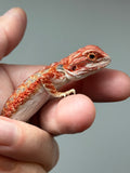 Photo 3 of red hypo, possible het trans, 50% Red Monster bearded dragon