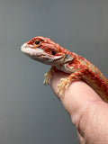Photo 2 of red hypo, possible het trans, 50% Red Monster bearded dragon