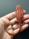 Photo 4 of red hypo, possible het trans, 50% Red Monster bearded dragon