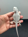 #1281, male, Hypo, leatherback, Zero, possible het Witblit/trans