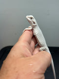 #1281, male, Hypo, leatherback, Zero, possible het Witblit/trans
