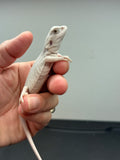 #1281, male, Hypo, leatherback, Zero, possible het Witblit/trans