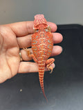 RM638, Male, hypo, 50% Red Monster