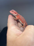 RM638, Male, hypo, 50% Red Monster