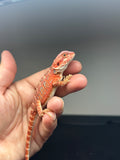 RM638, Male, hypo, 50% Red Monster
