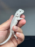Wero template #1290; female, Hypo, possible het trans, Wero (zero, witblits) Bearded Dragon for sale.