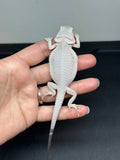 Wero template #1290; female, Hypo, possible het trans, Wero (zero, witblits) Bearded Dragon for sale.