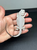 Wero template #1290; female, Hypo, possible het trans, Wero (zero, witblits) Bearded Dragon for sale.