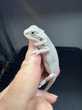 Wero template #1290; female, Hypo, possible het trans, Wero (zero, witblits) Bearded Dragon for sale.
