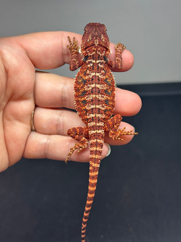 RM647; male, 100% Red Monster, possible het hypo