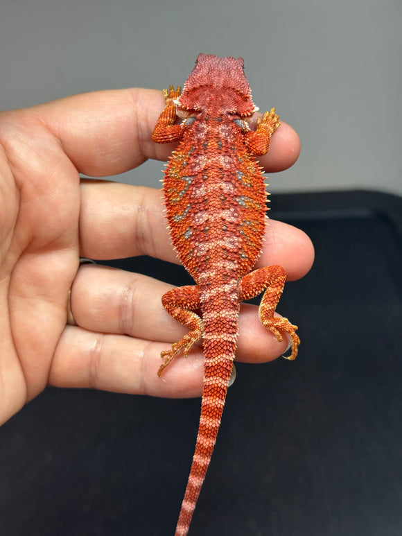 RM648; male, hypo, 100% Red Monster