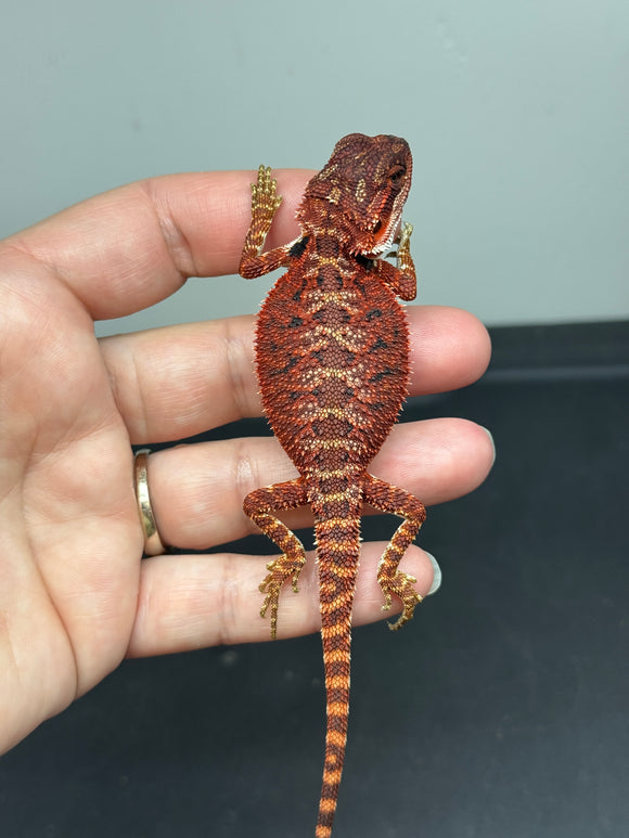 RM650; male, 100% Red Monster, het hypo