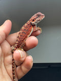 RM650; male, 100% Red Monster, het hypo