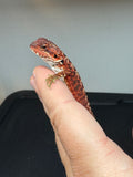RM650; male, 100% Red Monster, het hypo