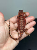 RM650; male, 100% Red Monster, het hypo