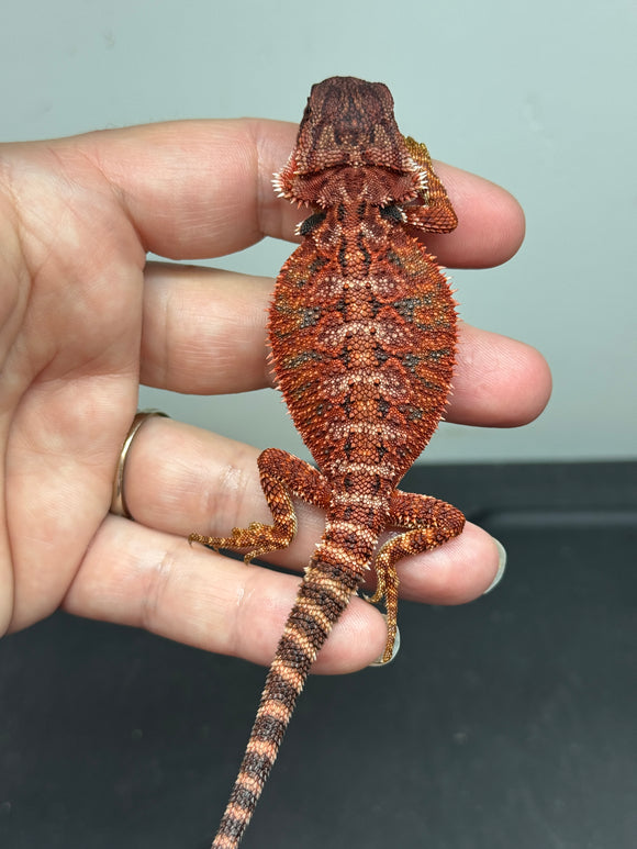 RM651, male, 100% Red Monster, het hypo