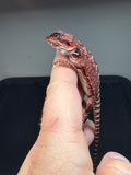 RM652; female, 100% red monster, het hypo