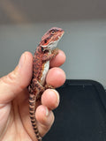 RM652; female, 100% red monster, het hypo