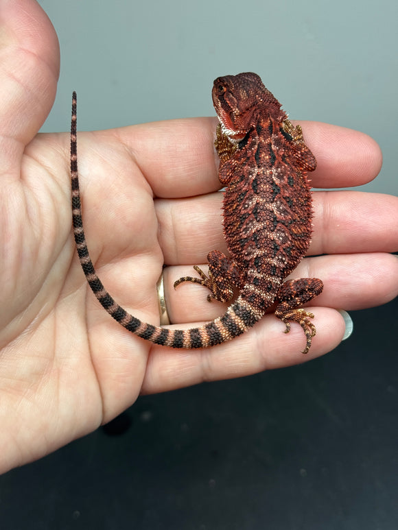 RM652; female, 100% red monster, het hypo