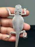 #1307; male, hypo, leatherback, Zero, possible het Witblits