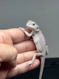 #1307; male, hypo, leatherback, Zero, possible het Witblits