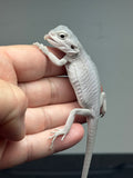 #1307; male, hypo, leatherback, Zero, possible het Witblits