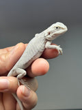 #1310, Male, hypo, leatherback, Zero