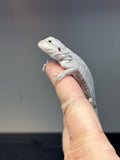 #1310, Male, hypo, leatherback, Zero