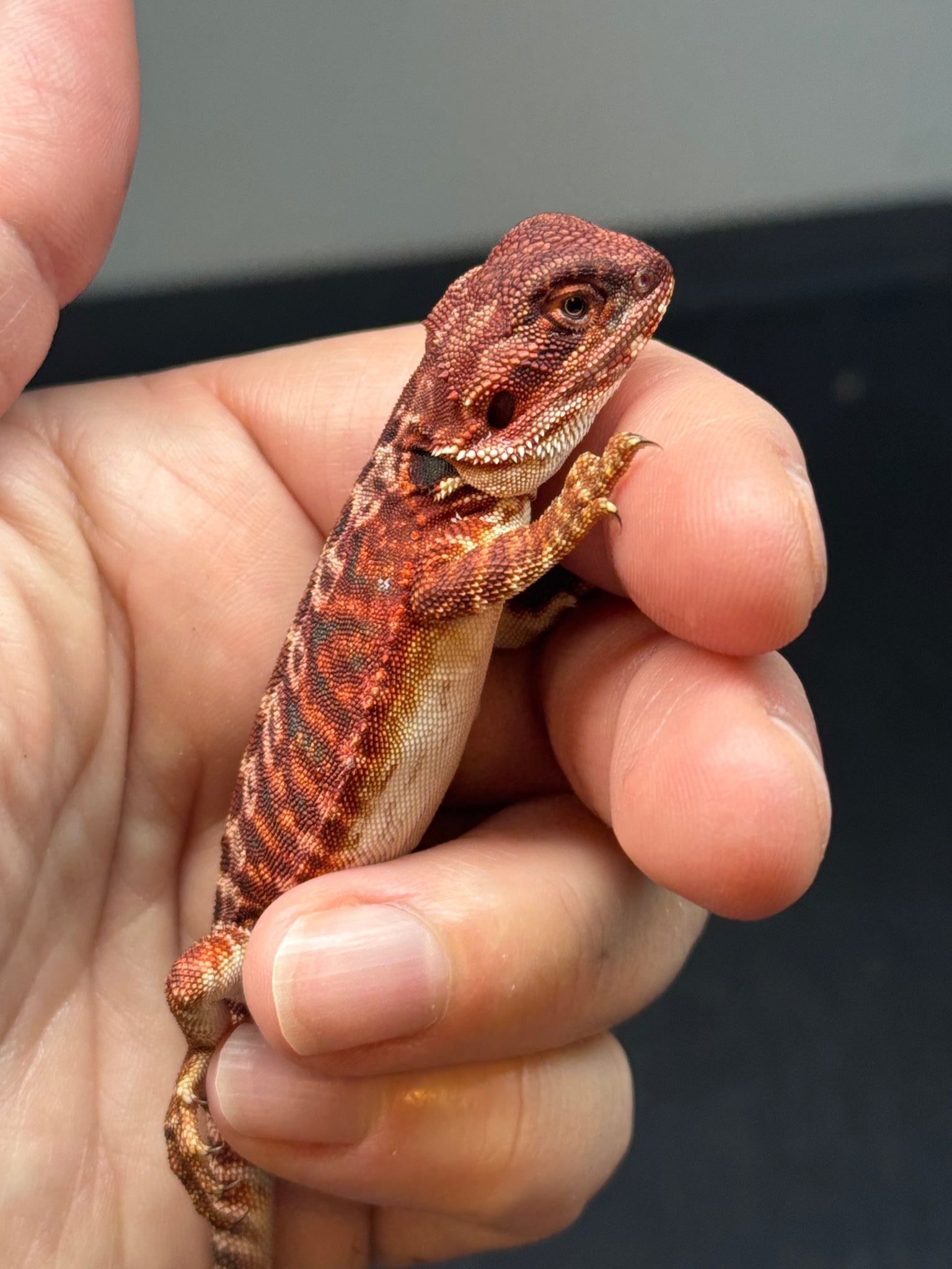 RM660, female, leatherback, 100% Red Monster, het hypo – Andrew's