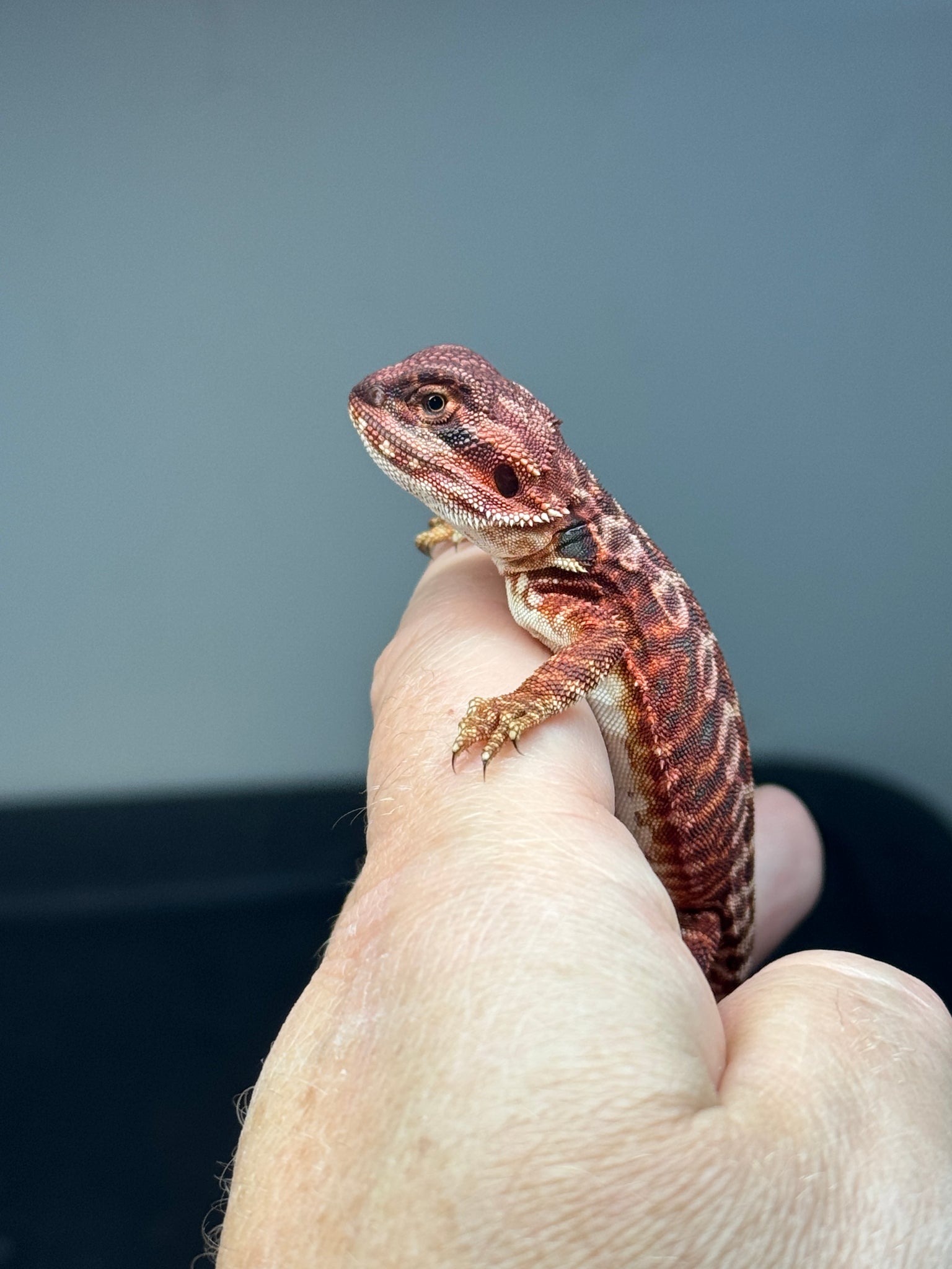 龍亀 ロングイ レッドオブシディアン 龍亀 ロングイ レッドオブシディアン