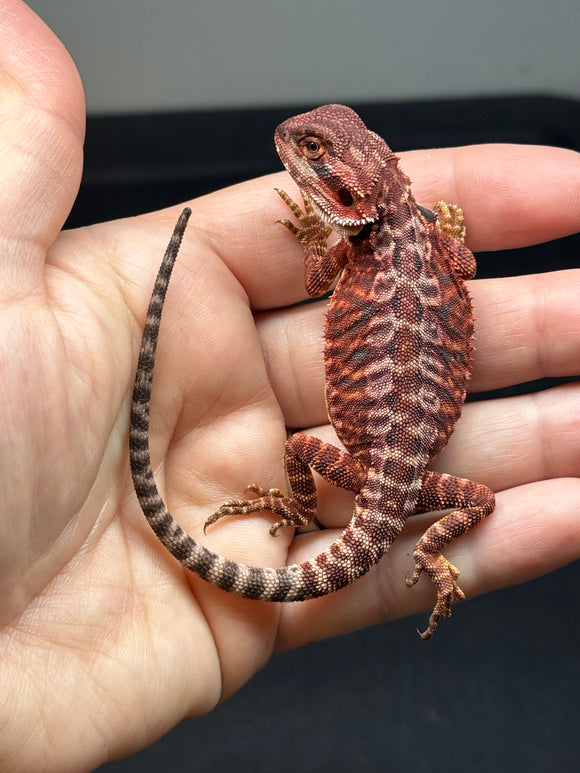 RM660, female, leatherback, 100% Red Monster, het hypo
