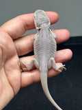 #1310, Male, hypo, leatherback, Zero