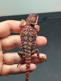 RM666, male, leatherback, 100% red monster, het hypo