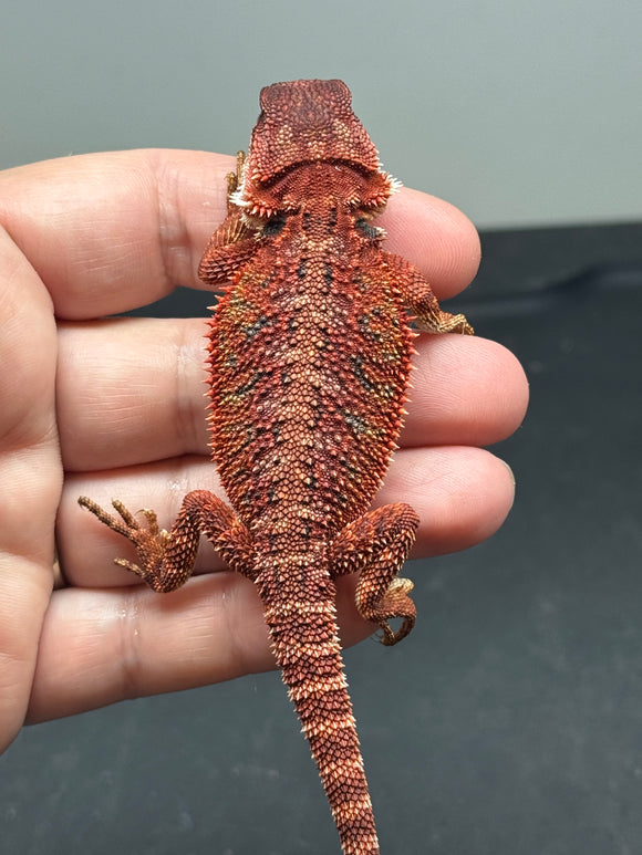 RM667, male, 100% red monster, het hypo