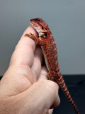 RM667, male, 100% red monster, het hypo