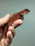 RM667, male, 100% red monster, het hypo