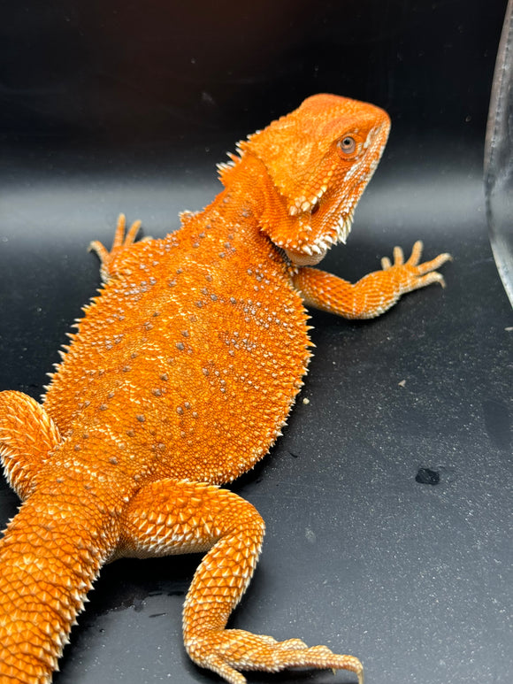 RM301 50% Red Monster, female, hypo