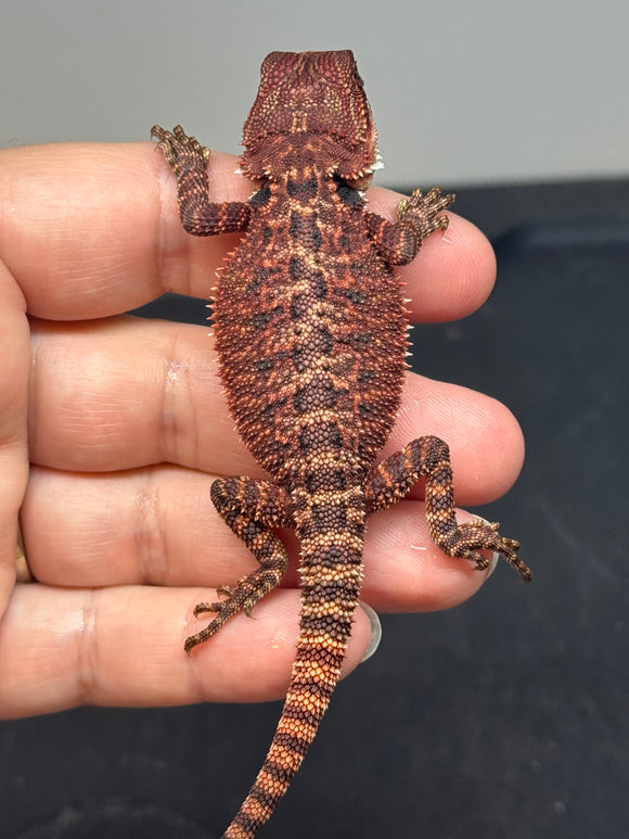 RM668, male, 100% Red Monster, het hypo