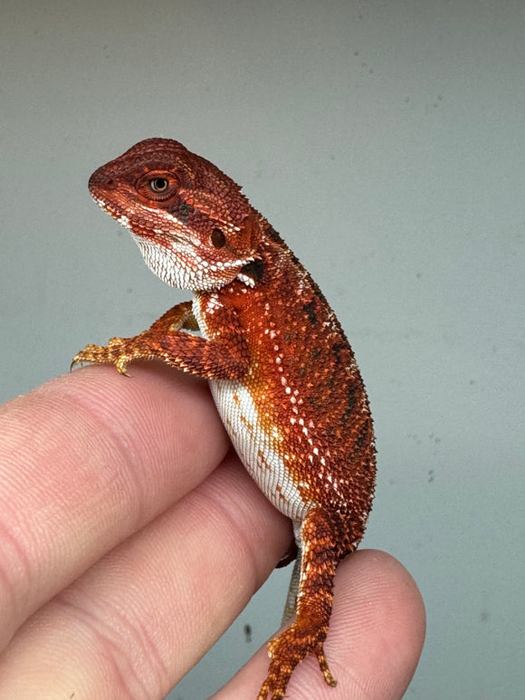 RM304 100% Red Monster, male, het hypo