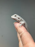 #1324, female, Hypo, Zero, possible het Witblits/trans