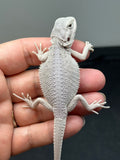 #1325, female, Hypo, Zero, possible het Witblits