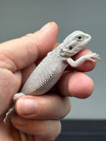 #1325, female, Hypo, Zero, possible het Witblits