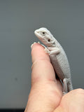 #1325, female, Hypo, Zero, possible het Witblits