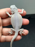 #1326, female, hypo, leatherback, zero, possible het Witblits