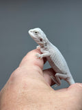 #1326, female, hypo, leatherback, zero, possible het Witblits
