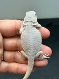 #1327, male, hypo, zero, possible het witblits