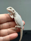 #1327, male, hypo, zero, possible het witblits