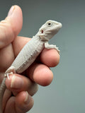 #1327, male, hypo, zero, possible het witblits