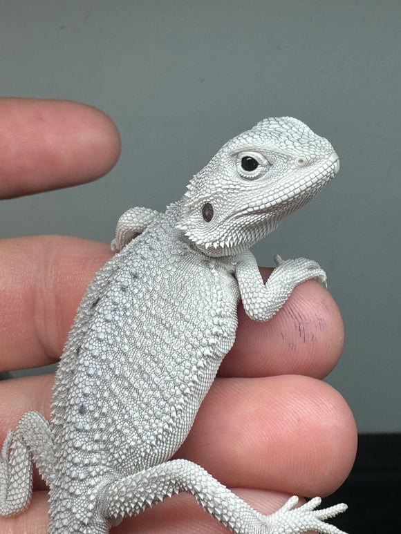 #1070 male, hypo, Zero