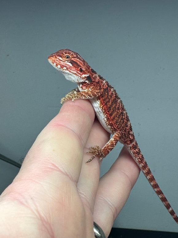 RM308 male, 50% red monster, het hypo